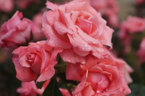 Pink Roses