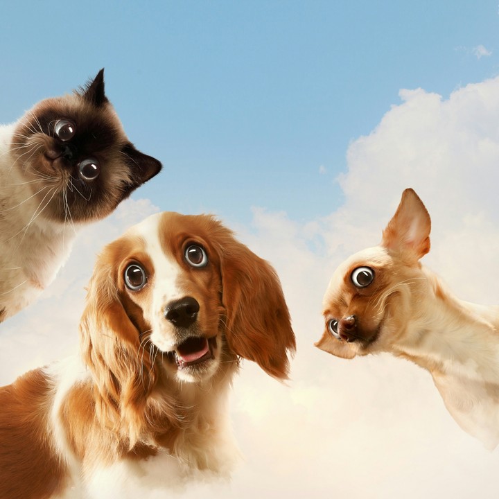 cute dogs