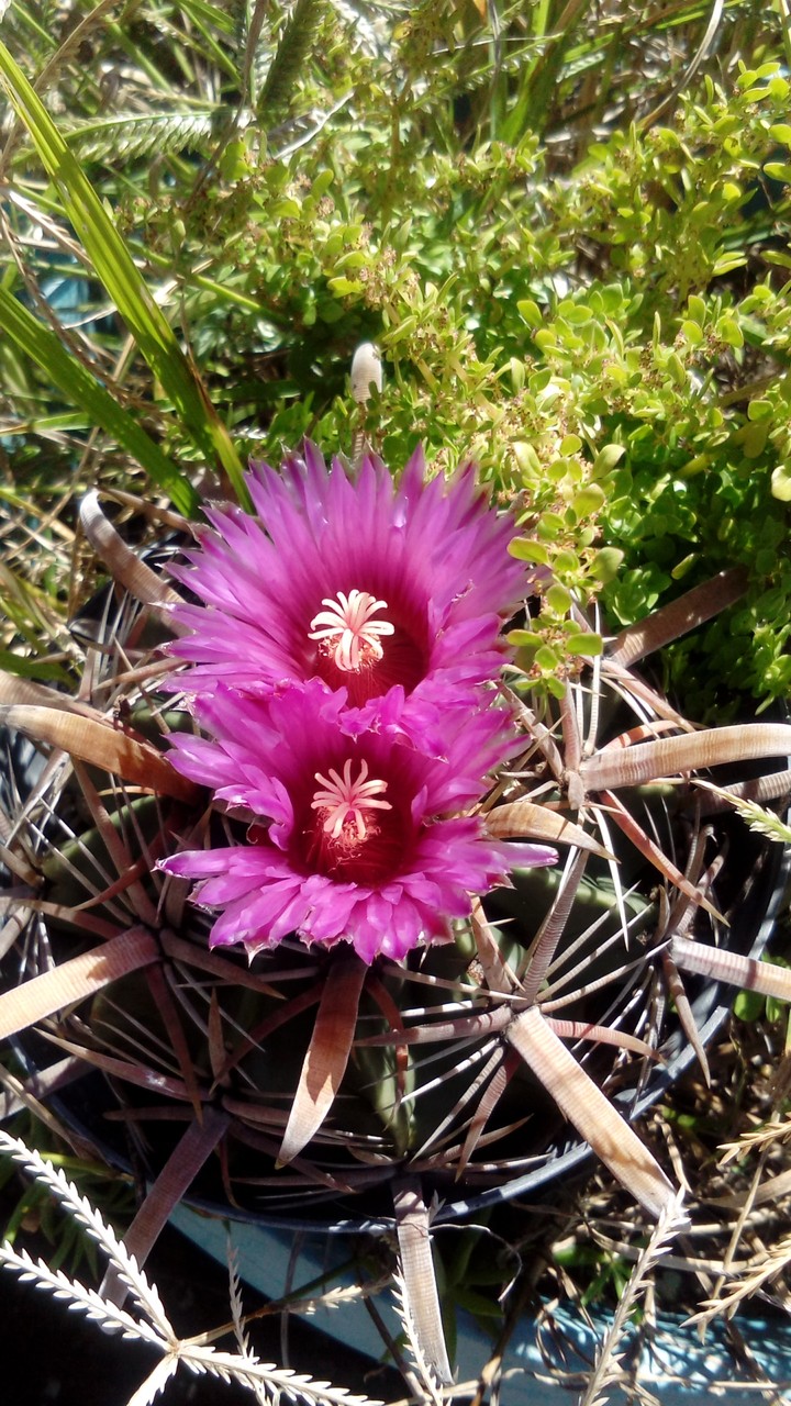 cactus en flor
