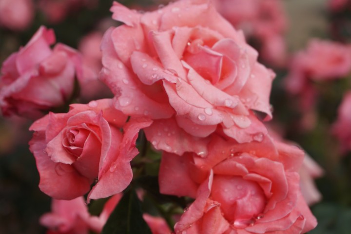 Pink Roses