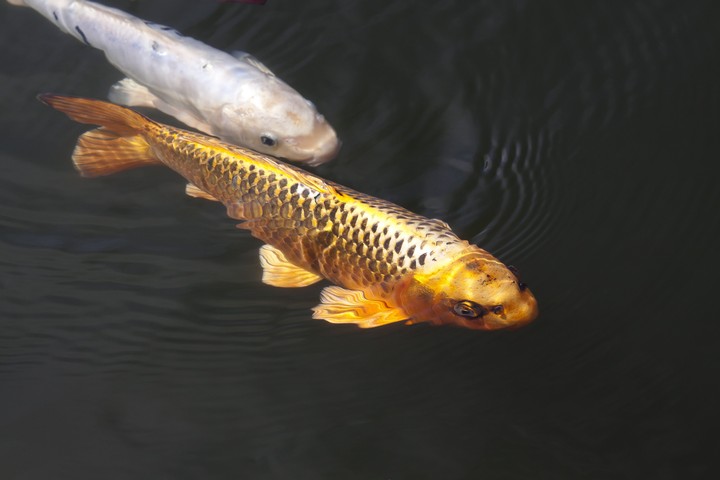 Golden Koi Fish