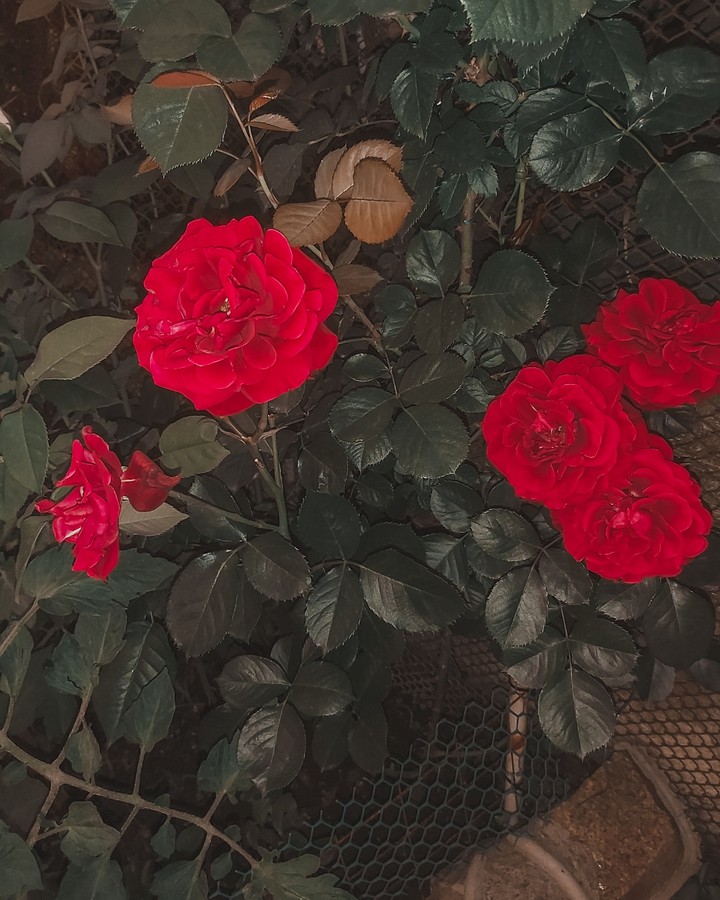 red roses