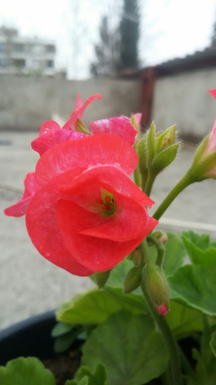 flowers