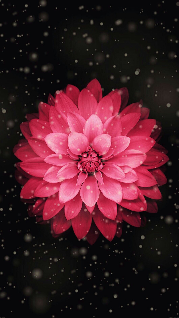 Red Dahlia Flower