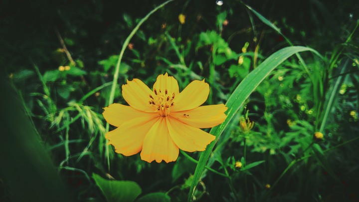 flower dk
