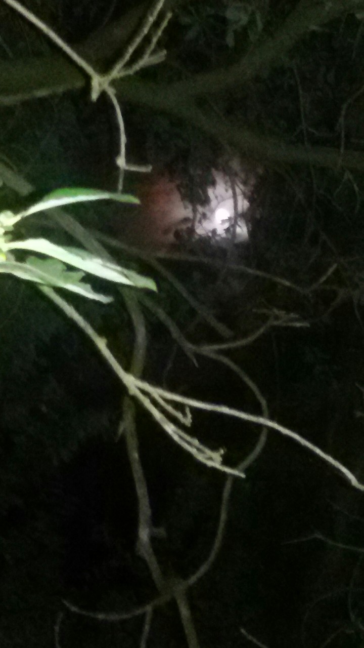 Vollmond hinter Zweigen bei Nacht
