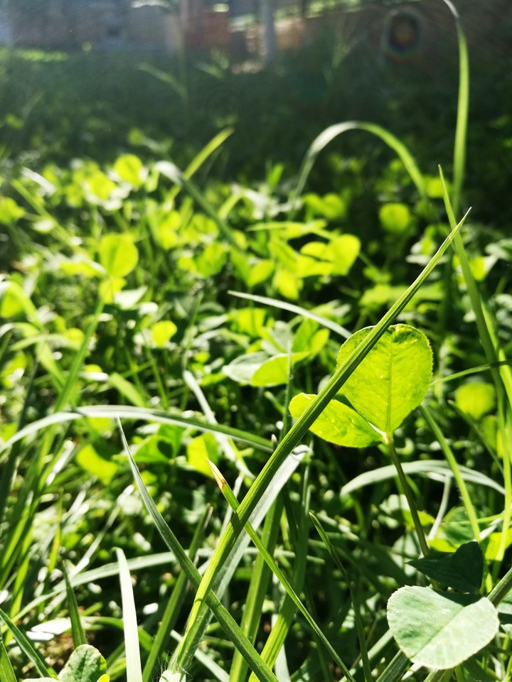 ☘️☘️☘️