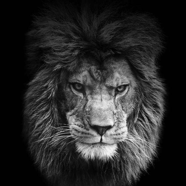 king lion