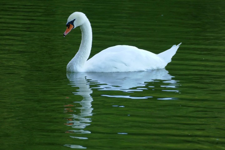 schwan
