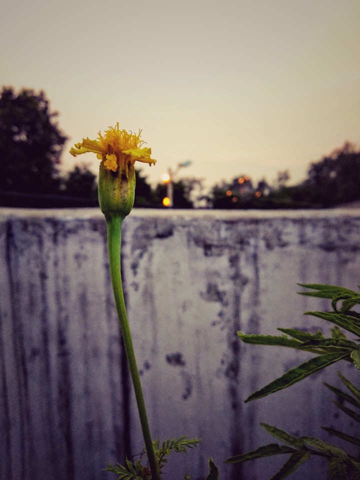 evening click