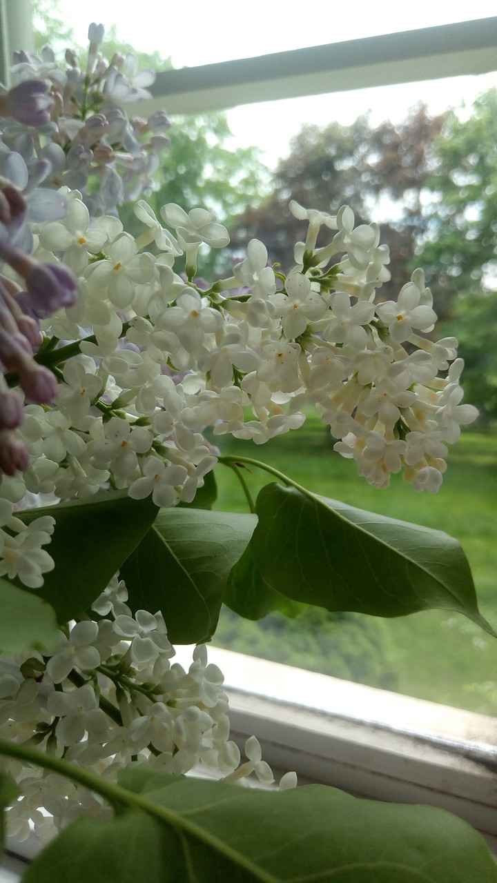 Lilacs