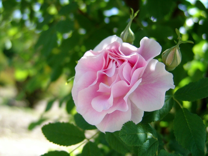 Beautiful pinkish rose (^_^)