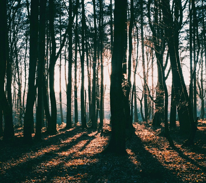 Forest