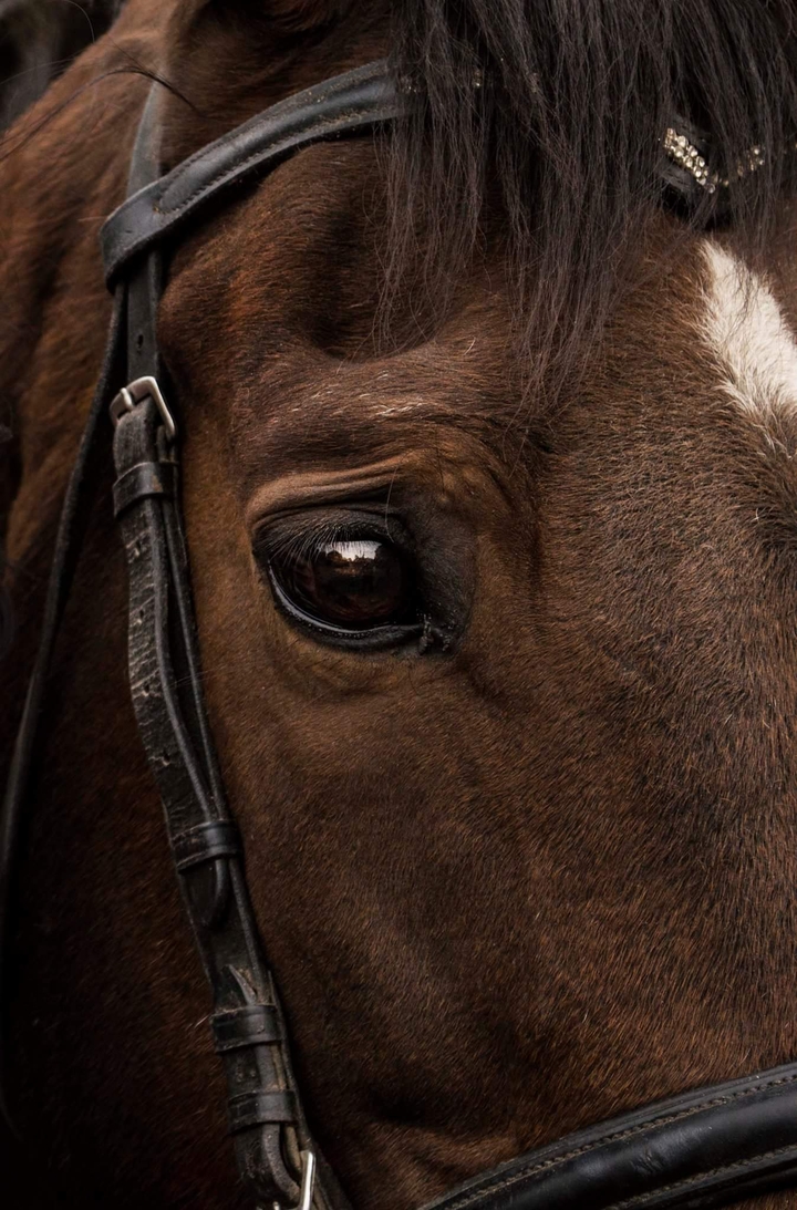 Horse love