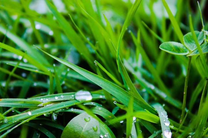 Grass