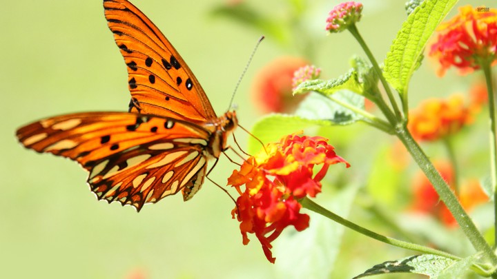 butterflies