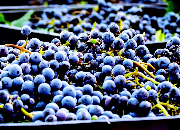 grapes to make the best wine in the world, Parras de la Fuen