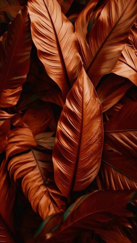 sfondi red, Orange