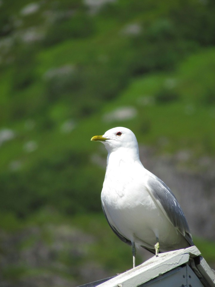 Seagull