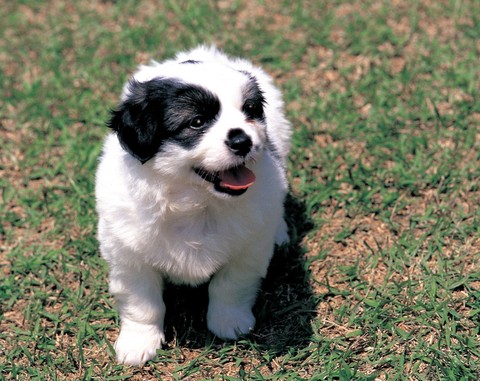 Puppy