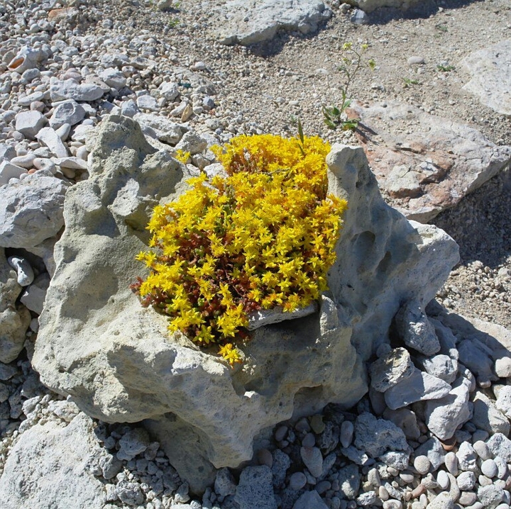 stone