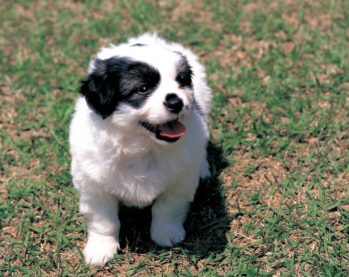 Puppy