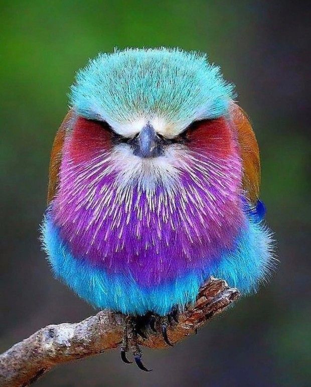 pretty bird