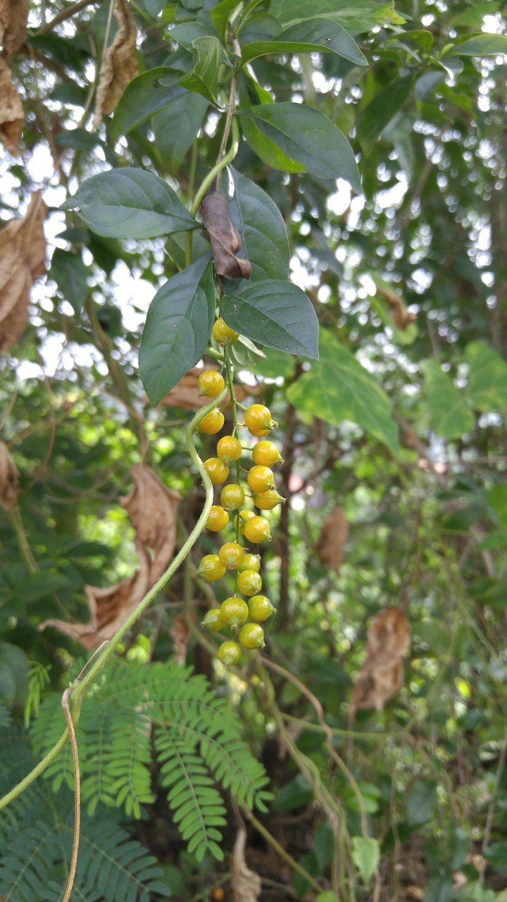 Buah muki