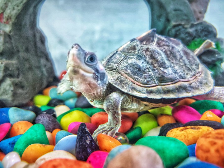 Turtle inside the Jar