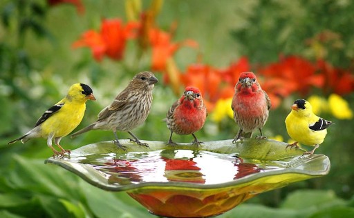 Birds