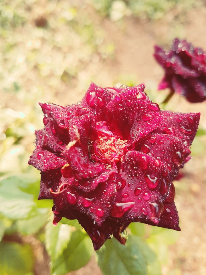 rose