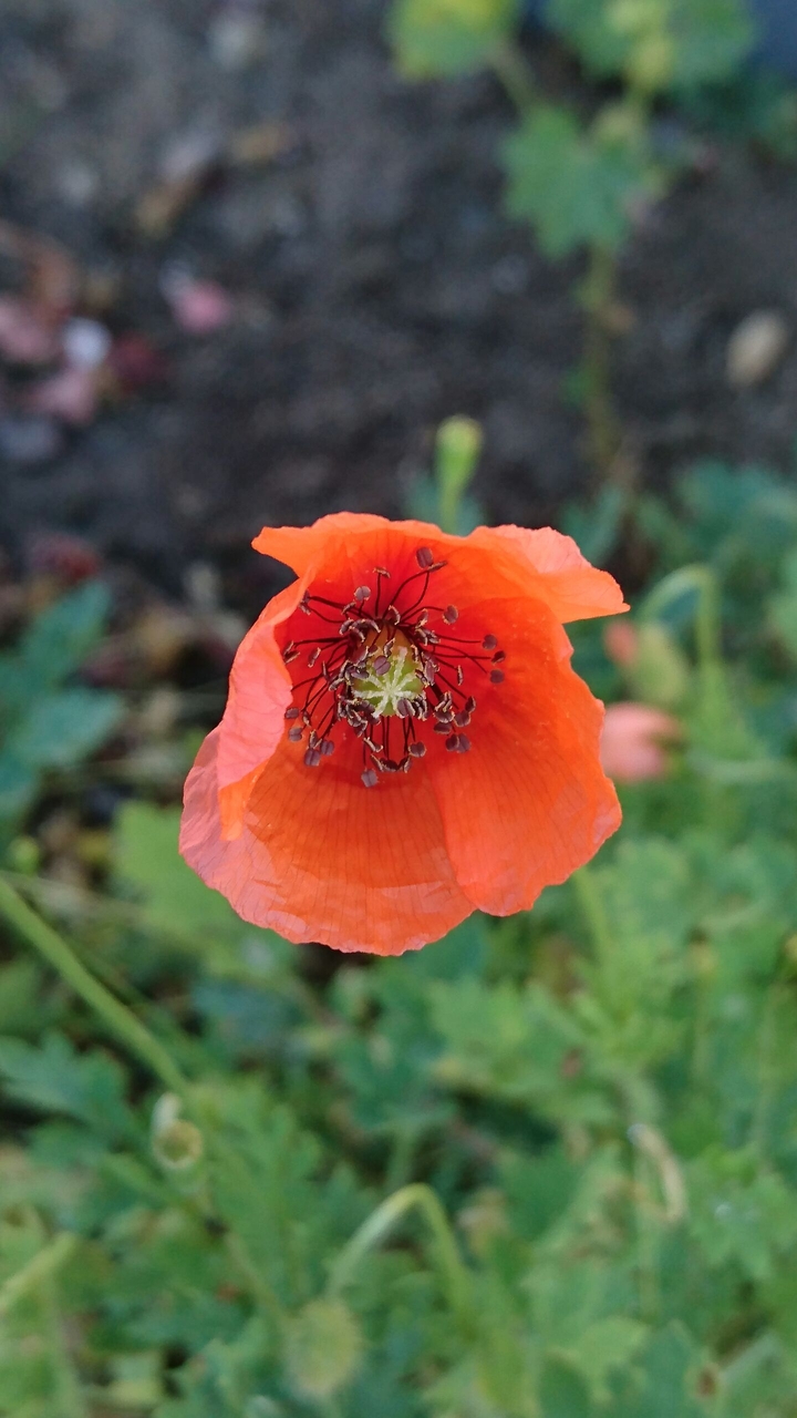 wild poppy
