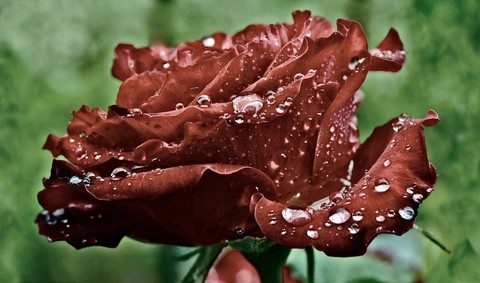 Traum Rose