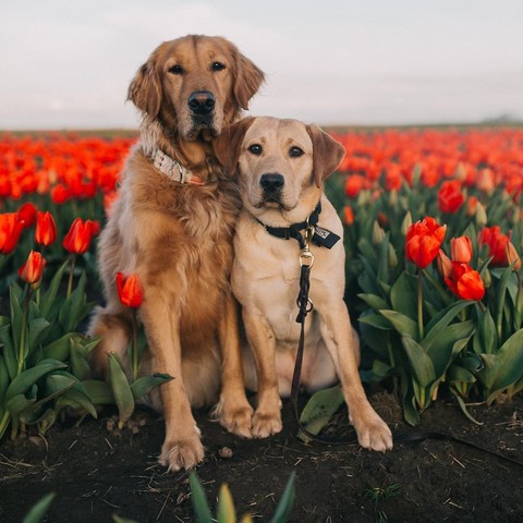 dogs in flowers ?