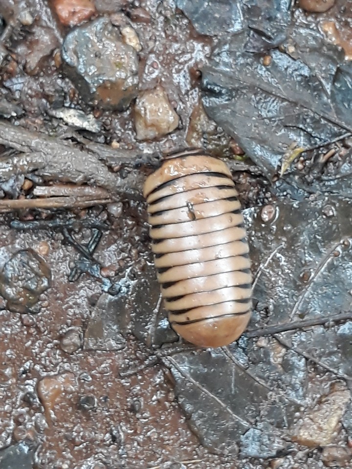 worm wonder