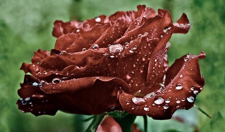 Traum Rose