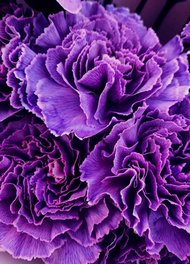 Carnations