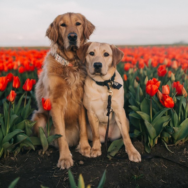 dogs in flowers ?