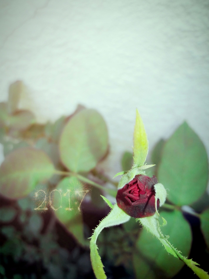 rose love
