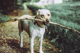 Dog love you more than human