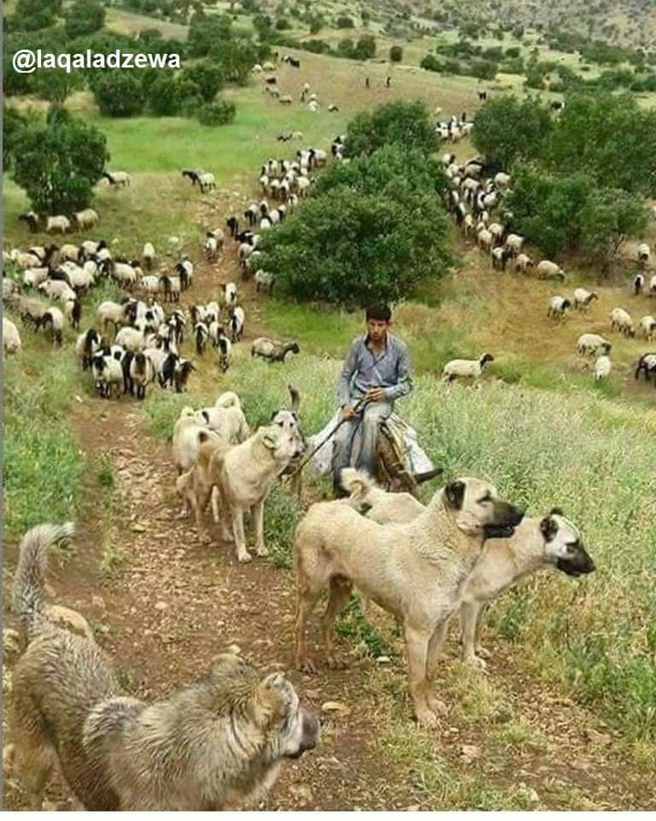 زندگی ساام