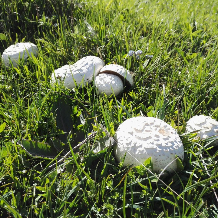 mushrooms