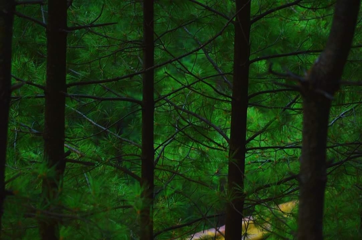 Trees