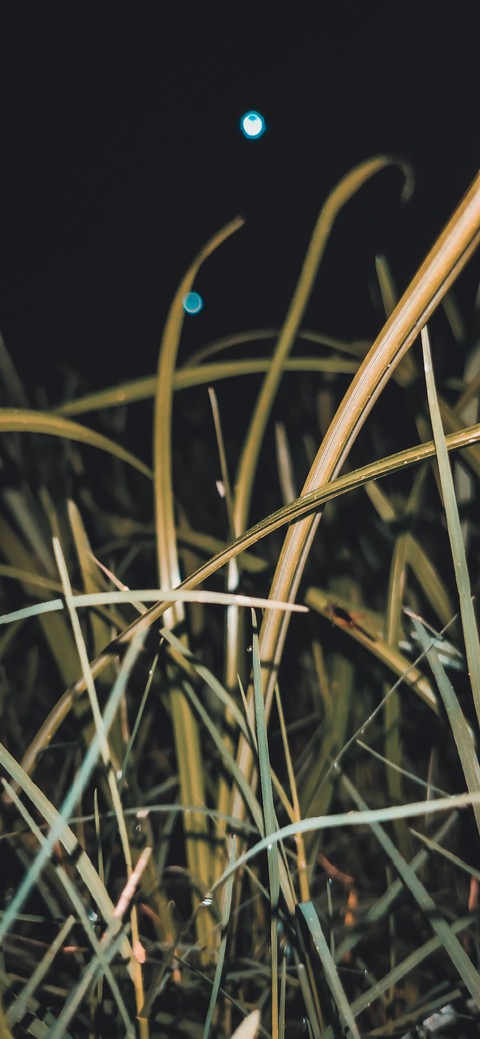 Night in green