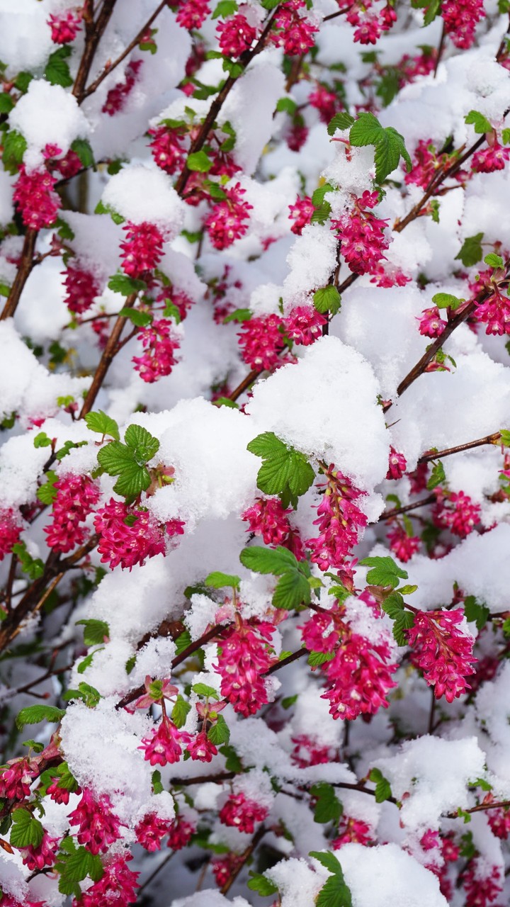 Snowfall
