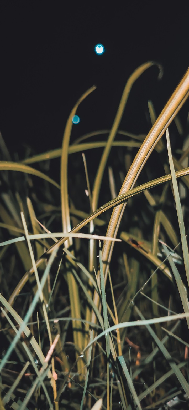 Night in green
