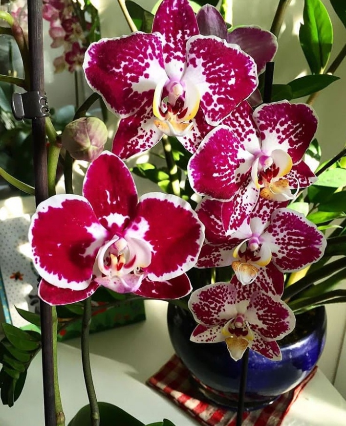 Orchid