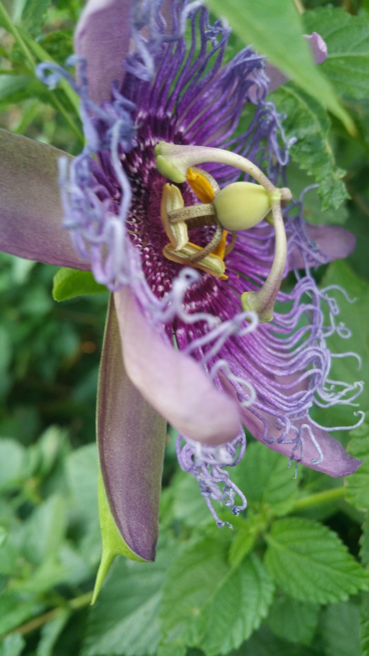 Passionflower