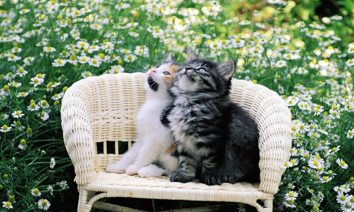 Cat flowers