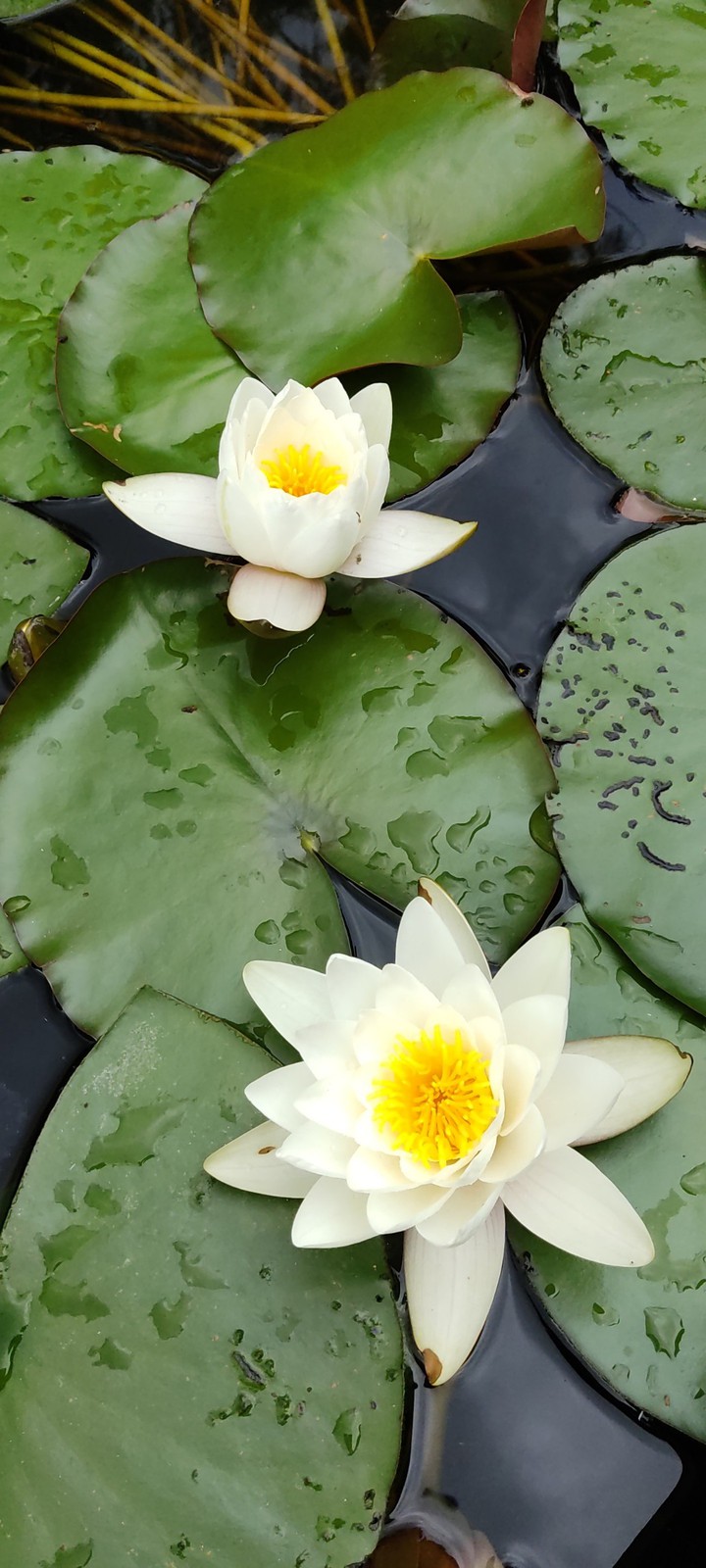 waterlily 2